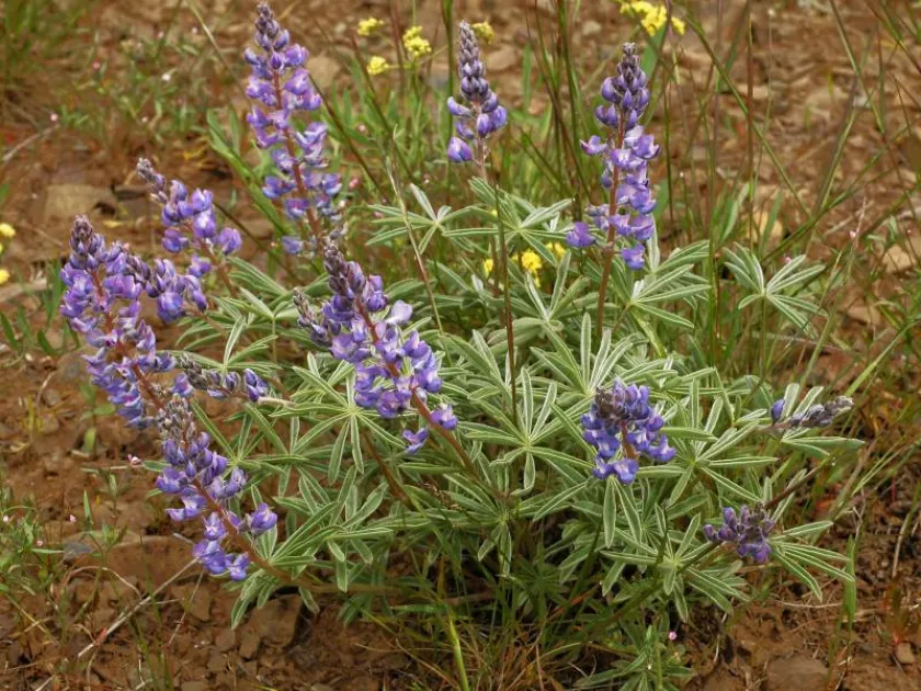 Lupinus laxiflorus