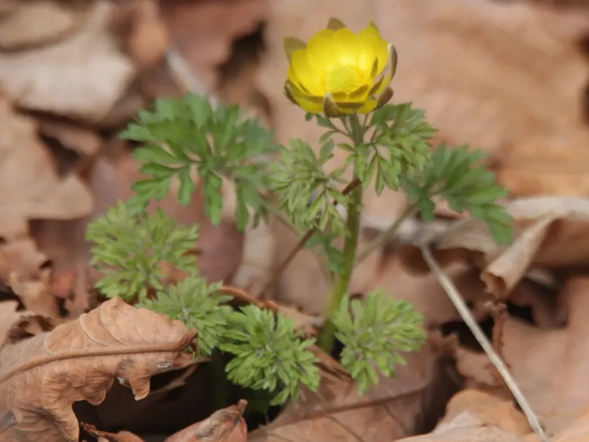 Amur adonis