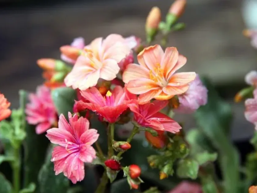Lewisia hybrids