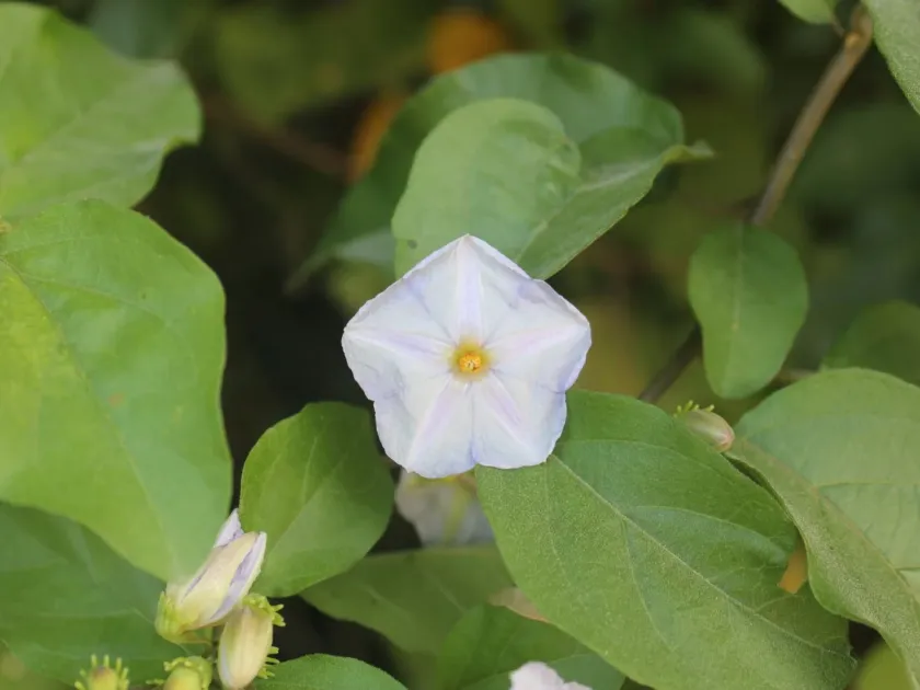 Lycianthes lenta