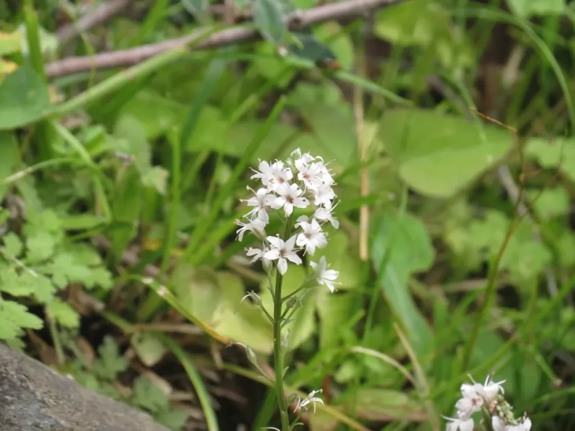 Lysimachia candida