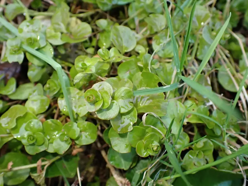 Creeping jenny