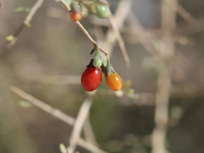 Lycium grevilleanum