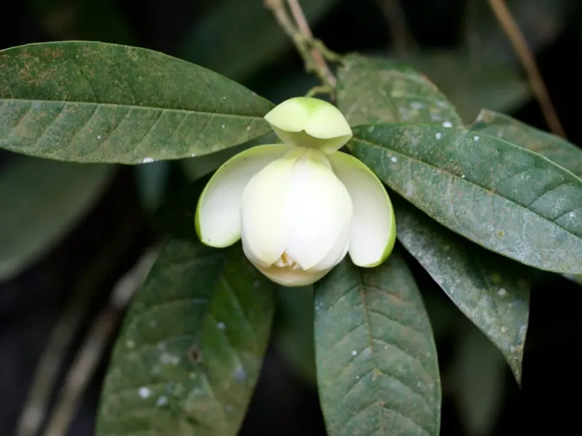 Magnolia coco