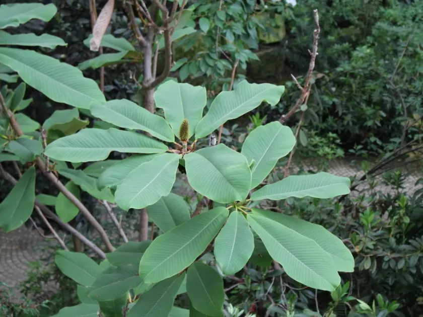 Beaked Magnolia