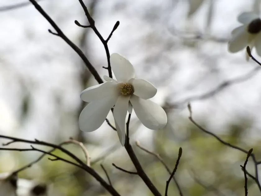 Willow-leaved magnolia