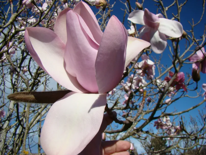 Sargent's Magnolia