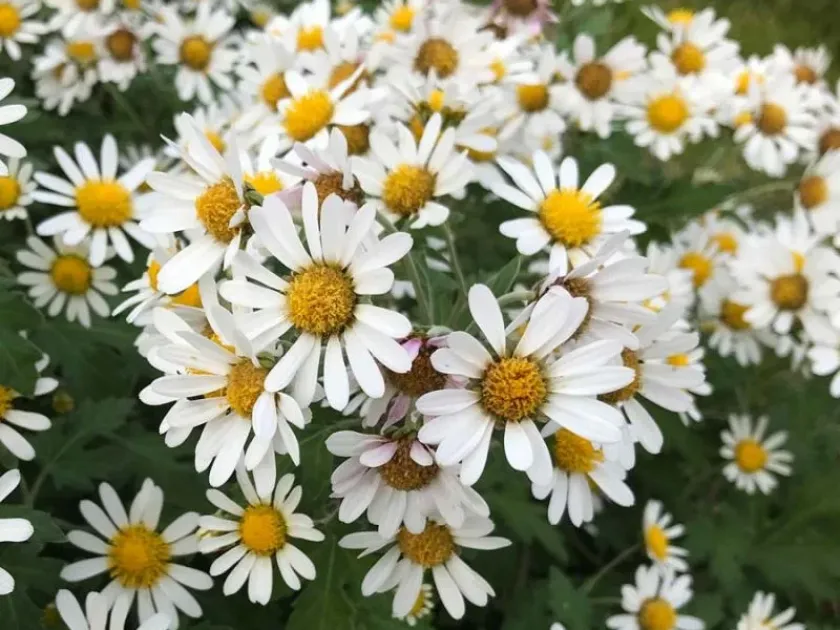 Japanese chrysanthemum