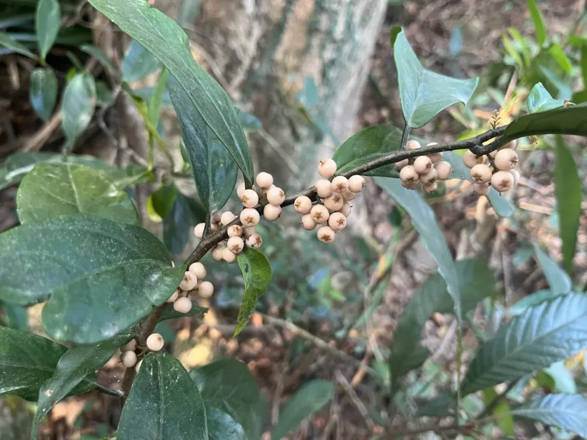 Maesa japonica