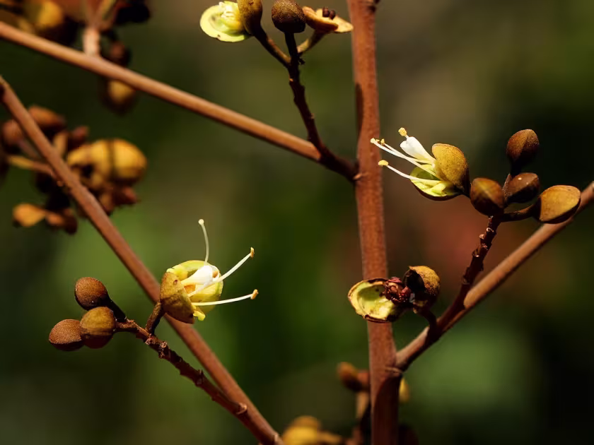 Anthonotha macrophylla
