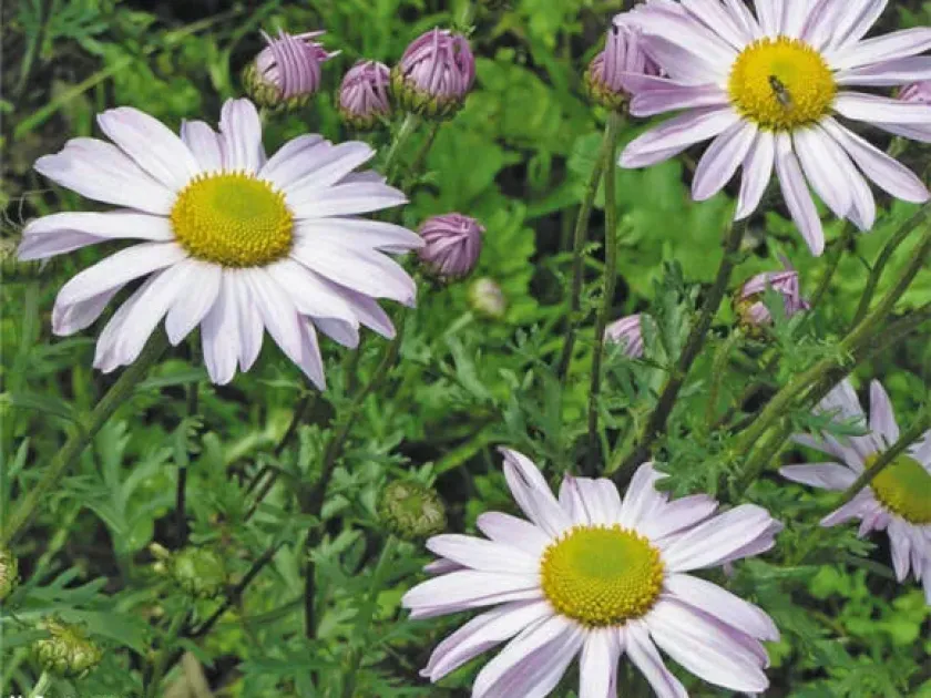 Weyrich's chrysanthemum hybrid