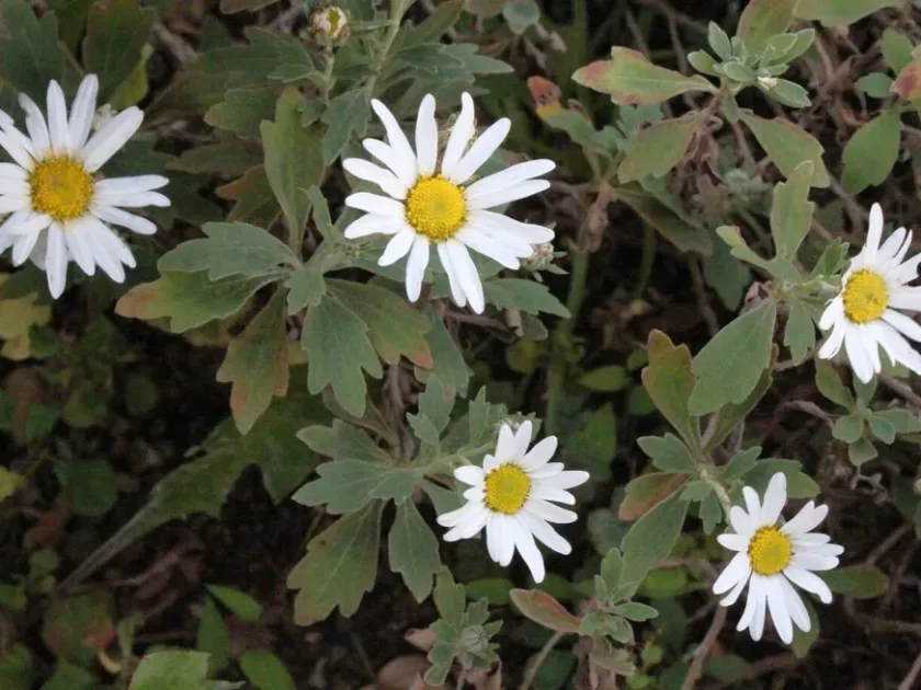 Chrysanthemum yoshinaganthum
