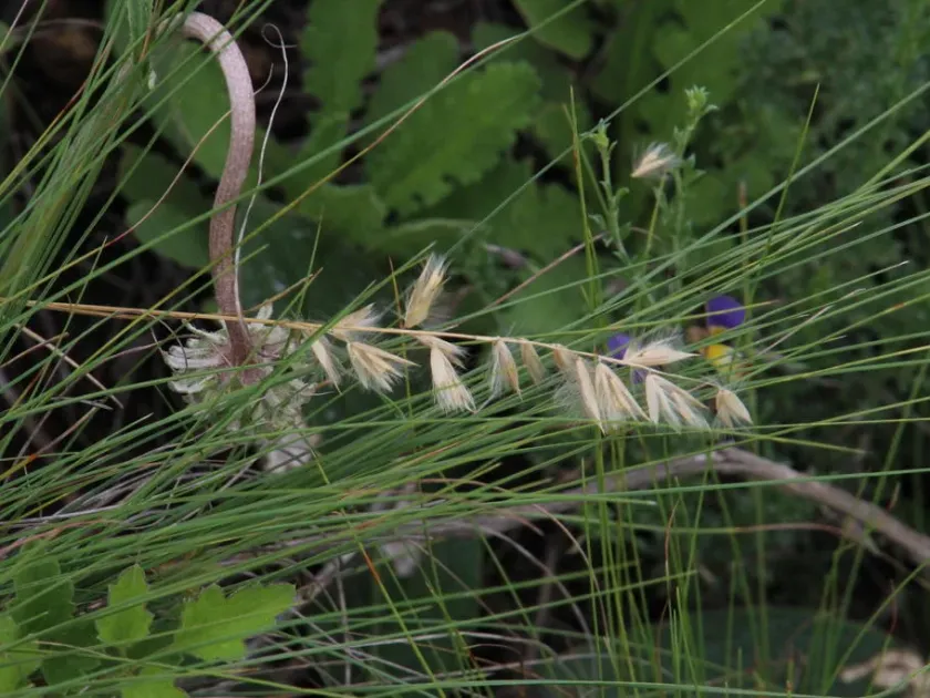 Melica racemosa