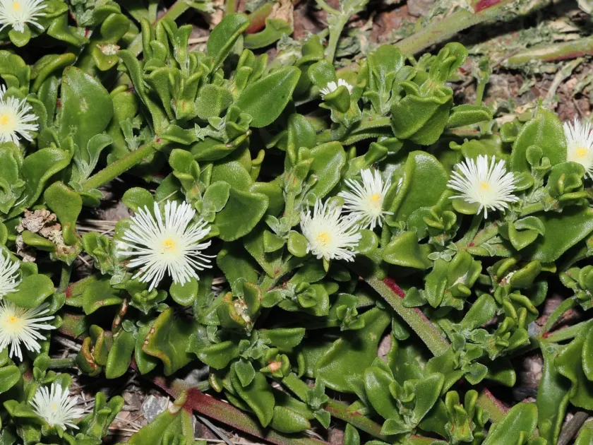 Mesembryanthemum aitonis
