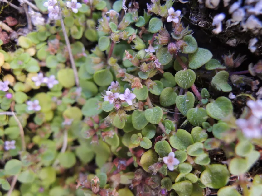 Corsican Mint