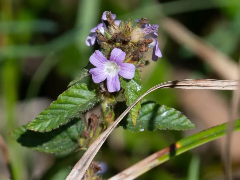 Melochia villosa