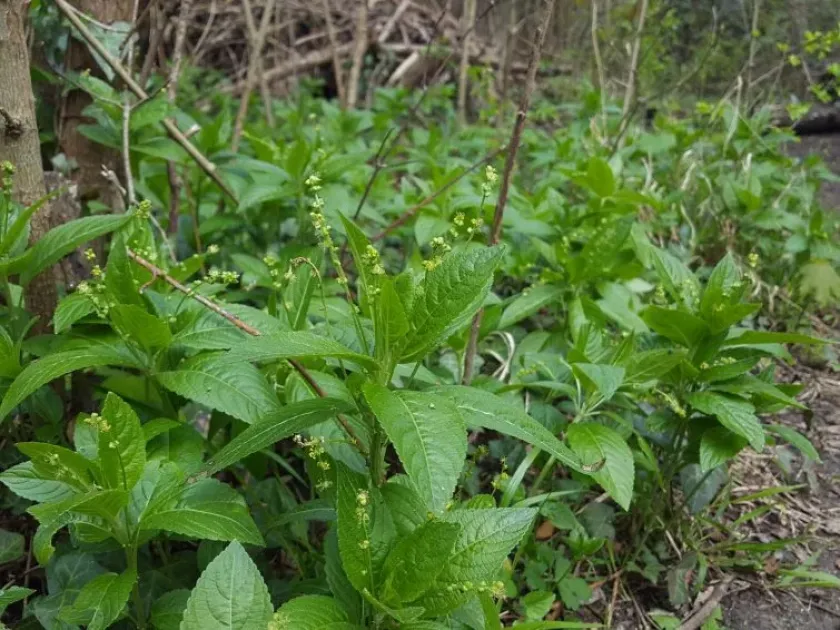 Dog's mercury