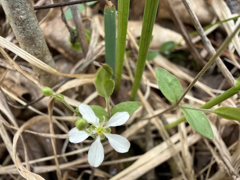 Blunt-leaved sandwort