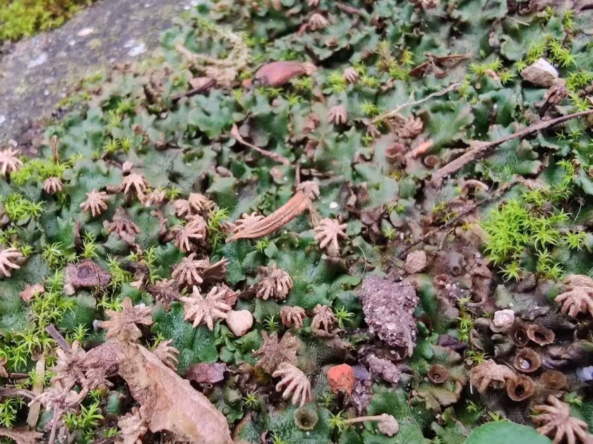 Common liverwort