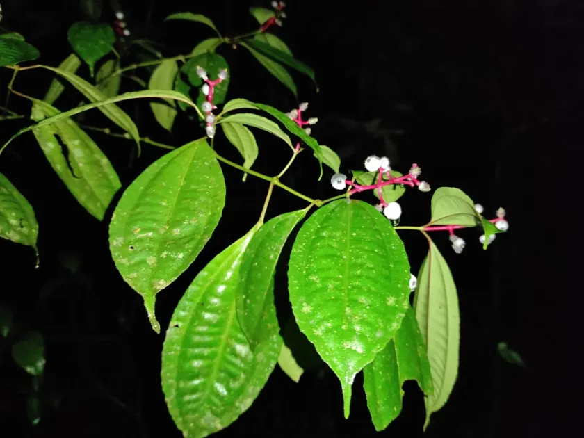 Miconia lateriflora