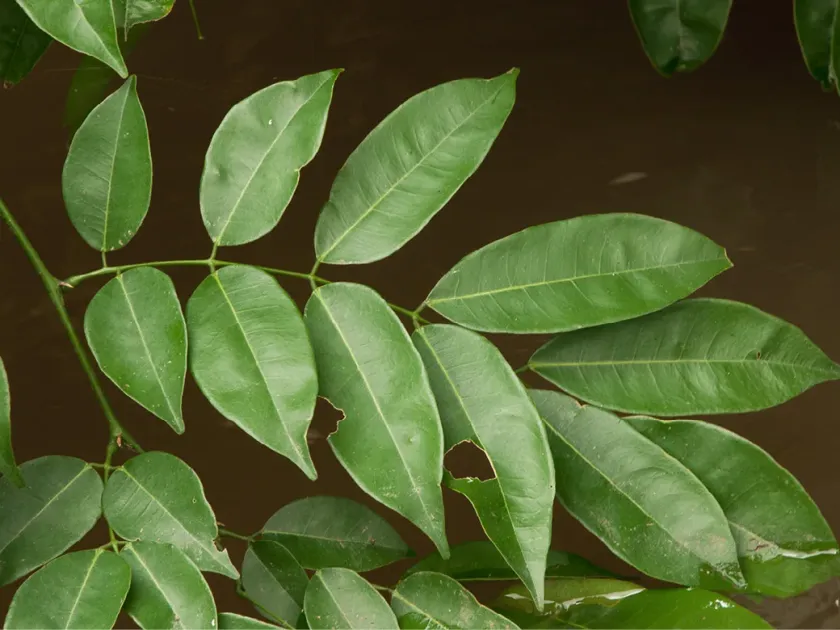 Millettia griffoniana