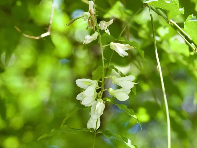 Japanese Millettia