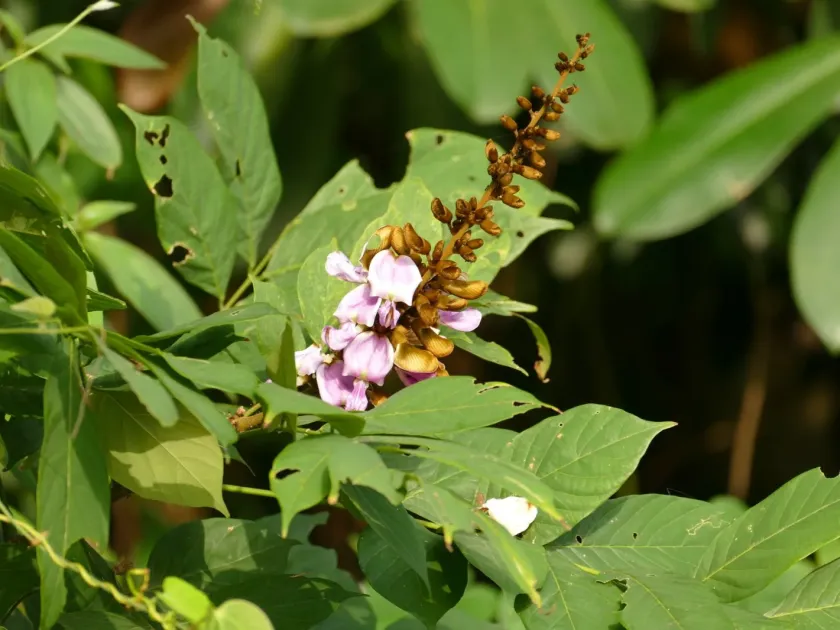 Millettia zechiana