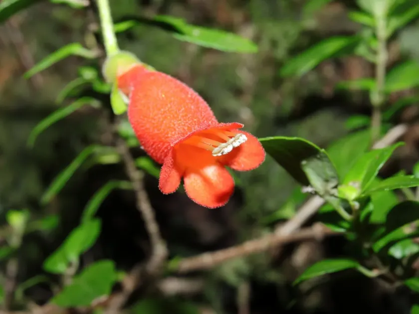 Mitraria coccinea
