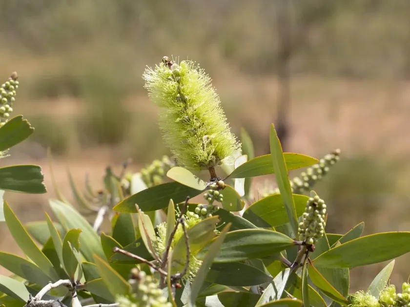 Melaleuca nervosa