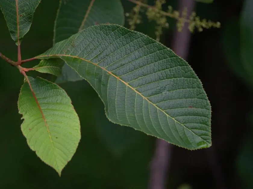 Меліосма дилленієлиста