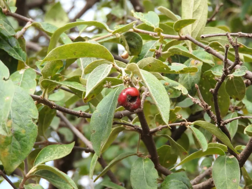 Mexican acerola