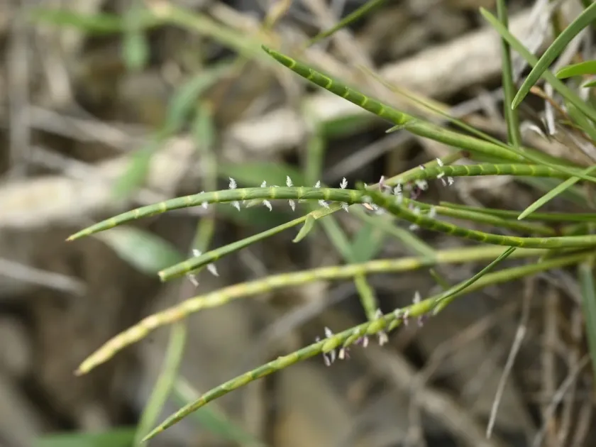 Mnesithea laevis