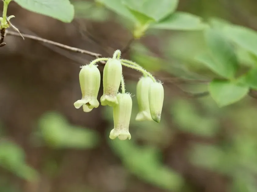 Menziesia ciliicalyx