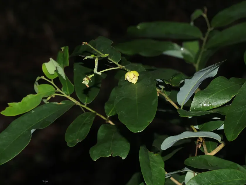 Monanthotaxis buchananii