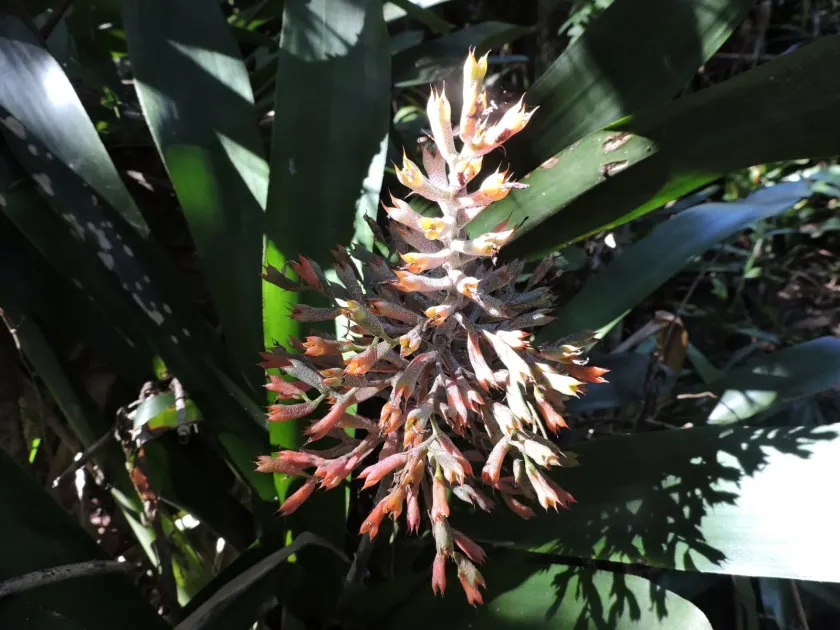 Aechmea caudata