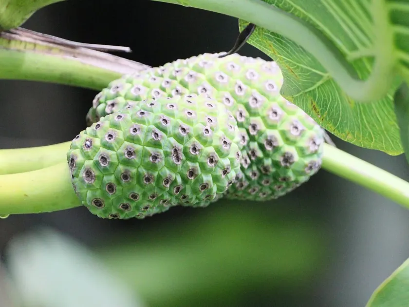 Montrichardia linifera