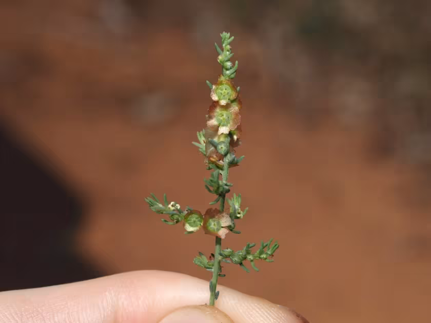 Maireana microphylla