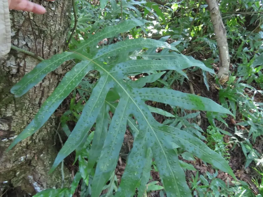 Phymatosorus scolopendria