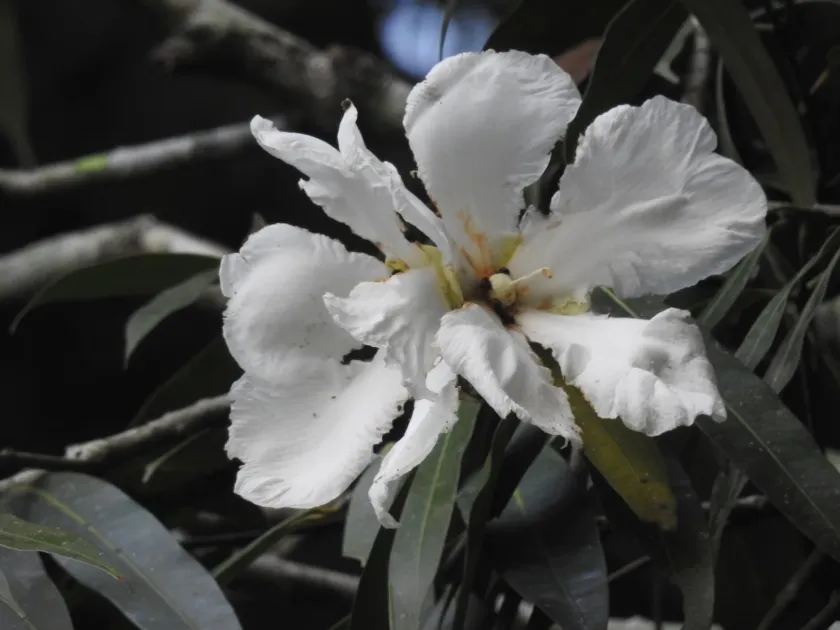 Mesua ferrea