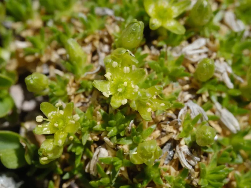 Minuartia sedoides