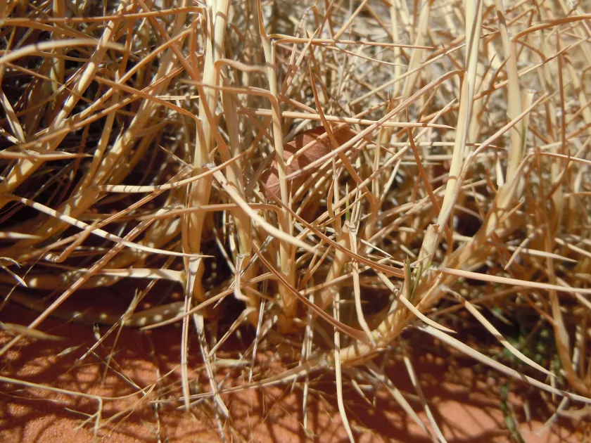 Sandhill muhly
