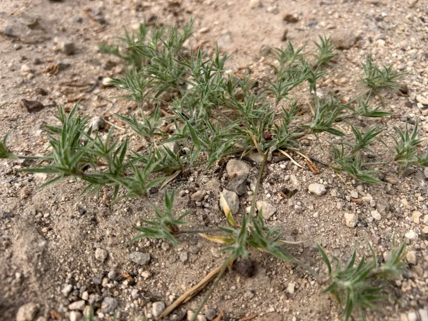 False buffalograss
