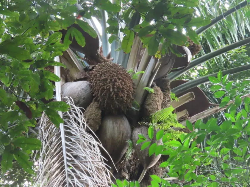 Attalea maripa