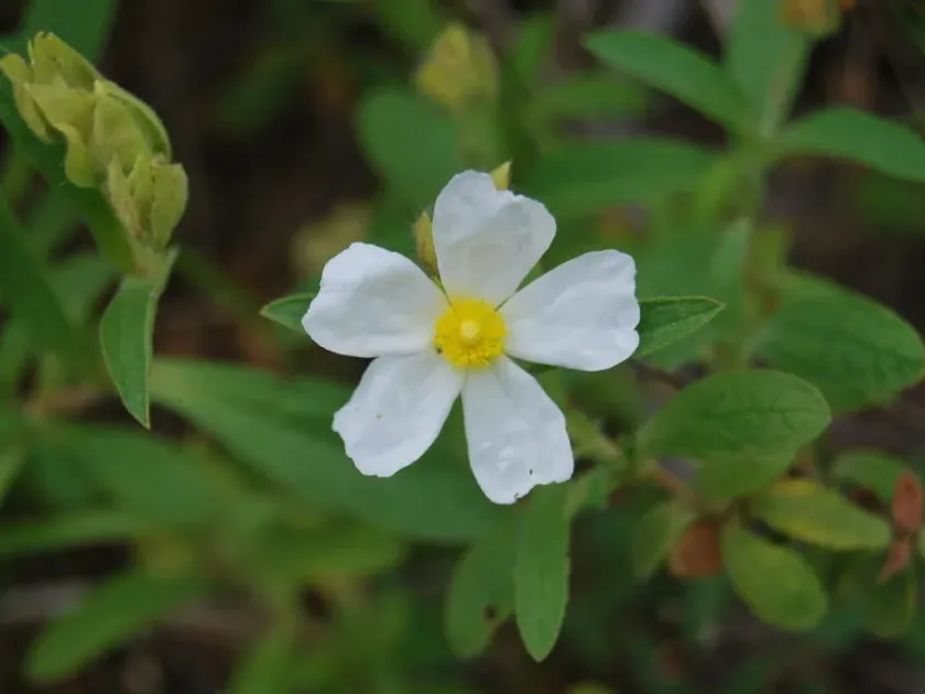Sintenis Rockrose