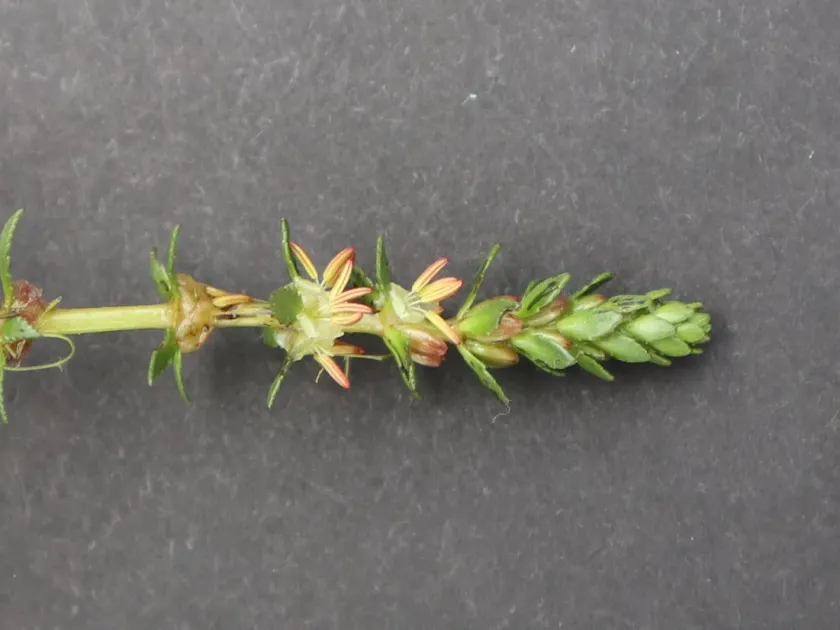 Myriophyllum laxum