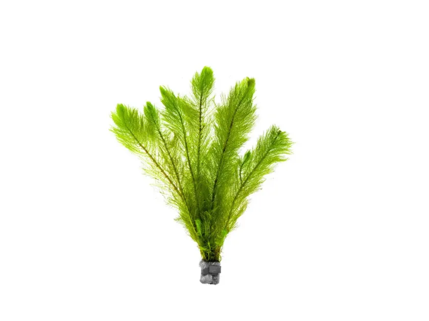 Myriophyllum tetrandrum