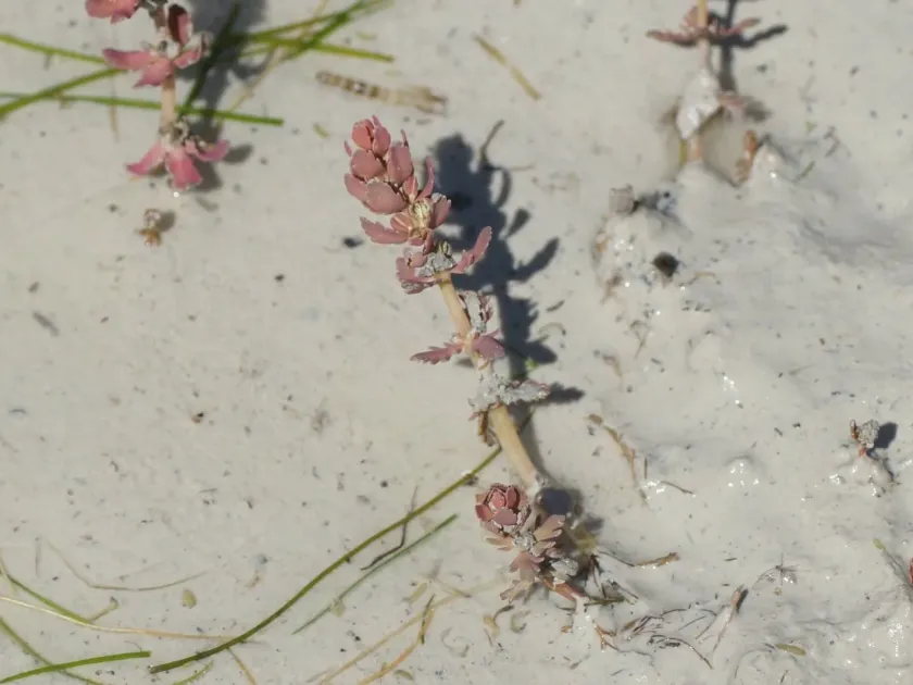 Myriophyllum verrucosum