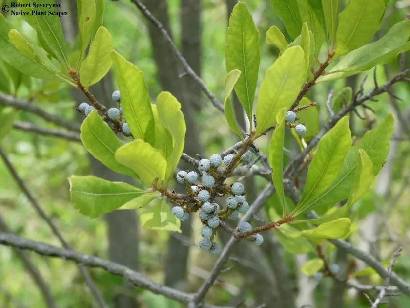 Southern bayberry