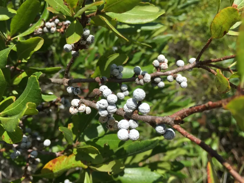 Northern bayberry