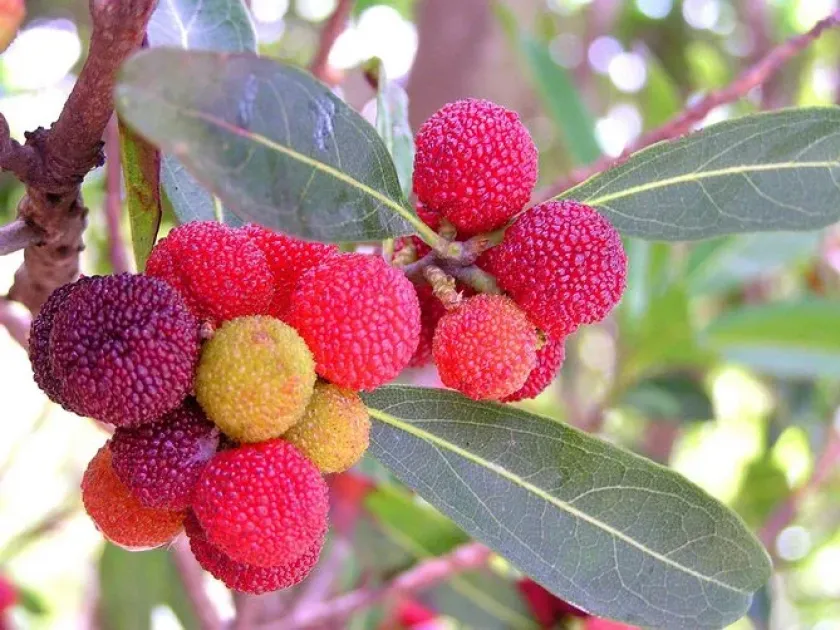 Chinese bayberry
